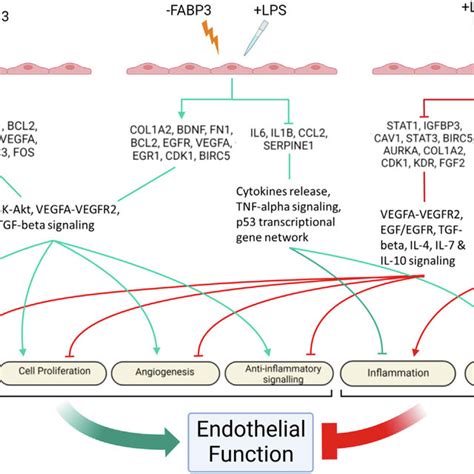 Endothelial Cell Specific Loss Of Fabp Protects Against Lps Induced