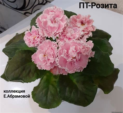Фиалка Розита Фото И Описание – Telegraph