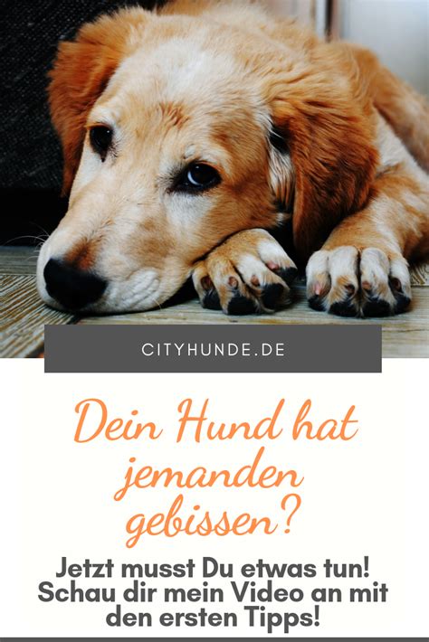 Was Du Tun Solltest Wenn Dein Hund Beisst Hunde Hunde Erziehen