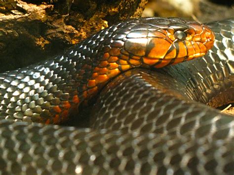 Eastern Indigo Snake Herps Of Archbold Biological Station Venus Fl