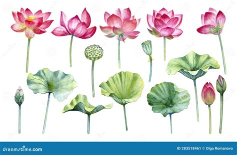 Watercolor Set Of Lotus Flowers Leaves Buds And Seeds Isolated On A White Background Stock