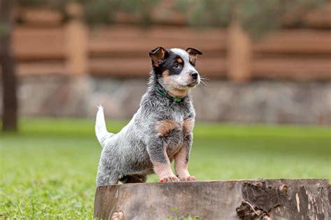 10 Best Australian Cattle Dog Breeders (2024): Our Top 10 Picks!