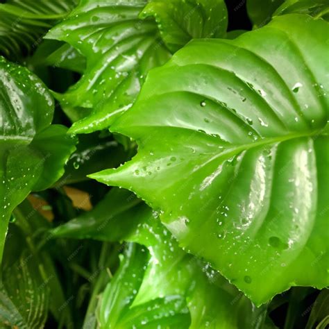 Premium Photo Green Nature Plants