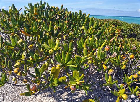 Casasia Clusiifolia Seven Year Apple San Salvador Islan Flickr