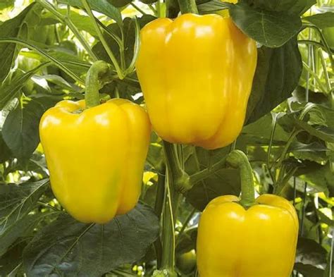 A Grade Red Yellow Capsicum Pan India At Rs Kg In New Delhi Id