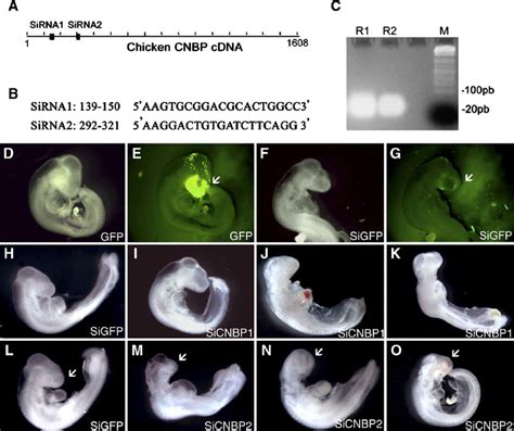 Sirna In Ovo Electroporation Approach In Chicken System Chick Embryos