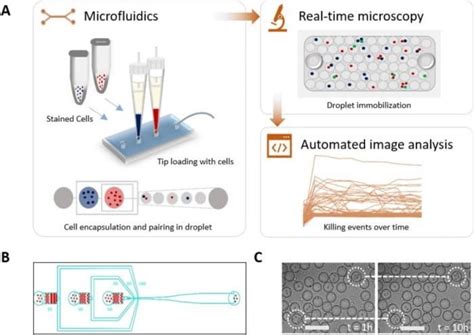 Microfluidics on Analysis of Single Natural Killer Cells | uFluidix 