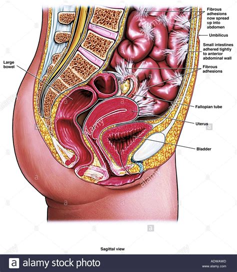 Abdominal Female Anatomy Diagram