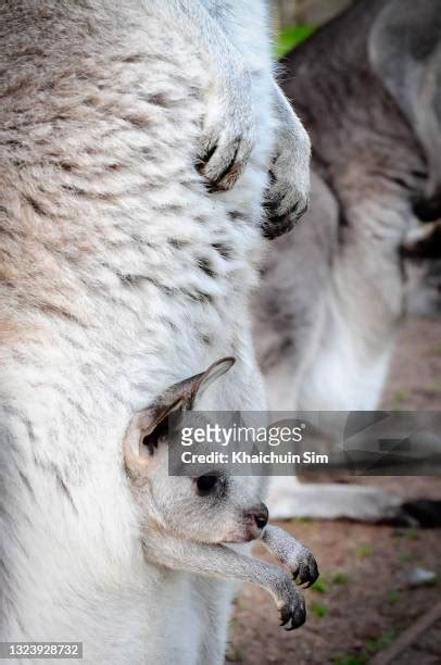 Inside Kangaroo Pouch Photos And Premium High Res Pictures Getty Images