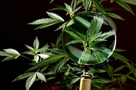 Aprire Un Negozio Di Cannabis Light Guida E Normative