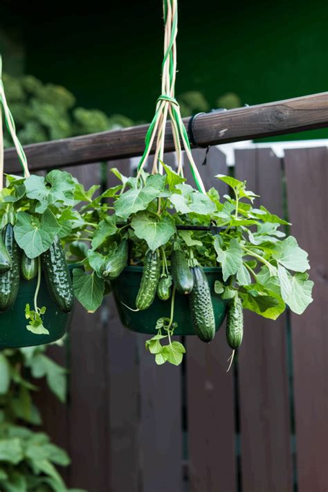 Small Patio Vegetable Garden Ideas - Quiet Minimal