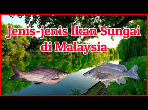 Jenis Ikan Sungai Di Malaysia Tracey Davidson