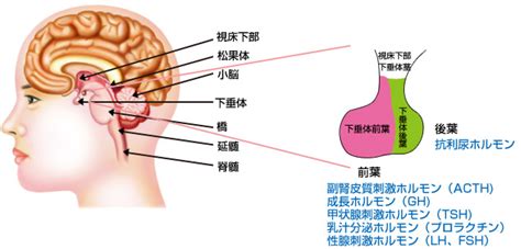 下垂体前葉・後葉から分泌されるホルモンの覚え方・ゴロ【cbt国試対策】 ゴロゴロ医学