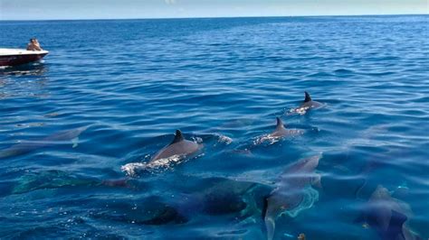 Mauritius Dolphins Swim Watch Cruise Top Rated Provider In Mauritius