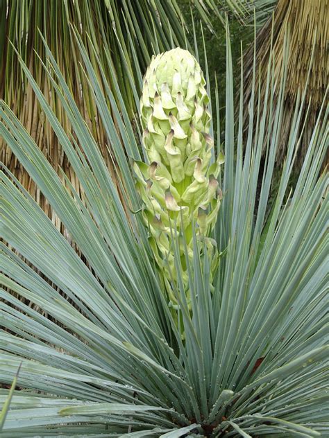 Yucca Linearifolia Urban Jungle Plant Nursery