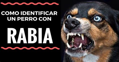 Como Reconocer La Rabia En Perros Mediante Tips Prevenci N