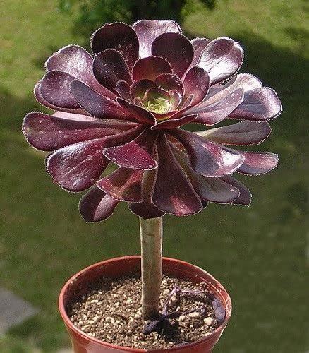 Vistaric 100 Pcs Rare Aeonium Arboreum Atropureum Seed Les Graines De