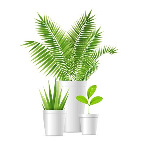 Premium Vector Realistic Detailed 3d House Plant Pot Set Vector