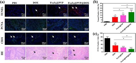 A Tunel Pcna Cd And He Staining Immunohistological Images Of