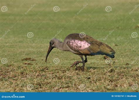 Hadida stock image. Image of hadida, green, grass, bird - 10182741