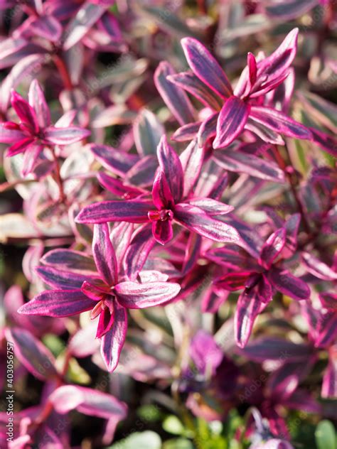 Euphorbia Amygdaloides Euphorbe Frosted Flame Euphorbia