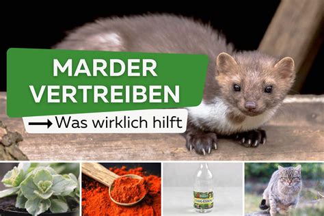 Marderspuren Im Schnee So Erkennen Sie Marder