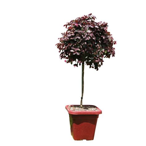 Loropetalum Burgundy Standard Shrubs Mitre 10™