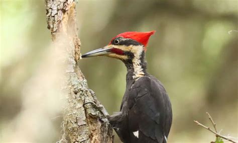 Ivory-billed woodpecker Bird Facts - Campephilus principalis - A-Z Animals