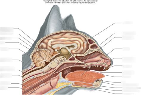 Median Section Of The Head And Neck Of Cat Diagram Quizlet