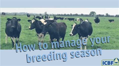 Managing Your Breeding Season Youtube