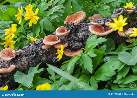 Polypore Mushrooms Among Spring Flowers Stock Image Image Of Natural