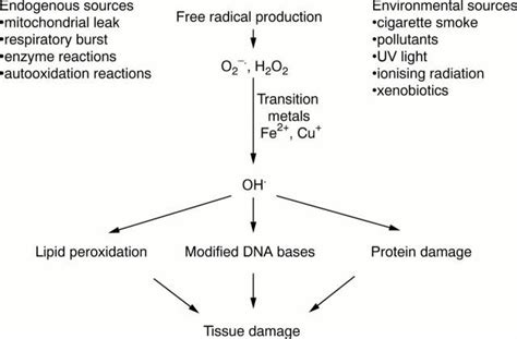 Members Of Antioxidant Machinery And Their Functions Intechopen