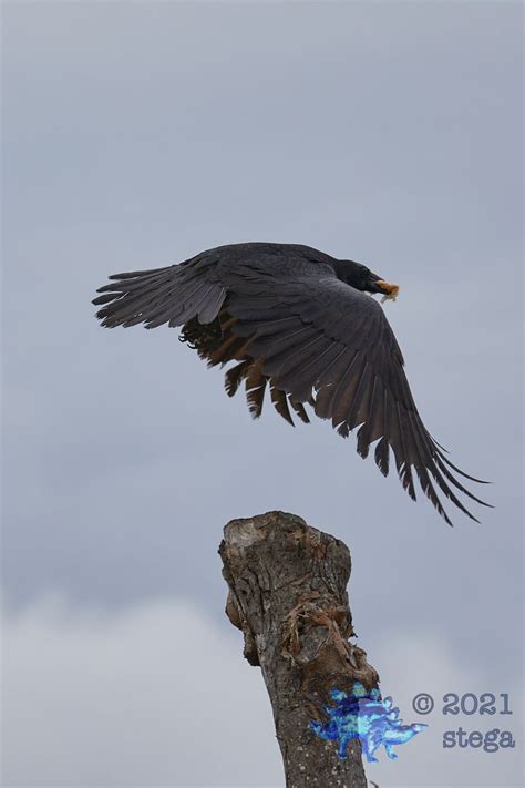 Common Raven Bald Eagle The Outsiders Wildlife