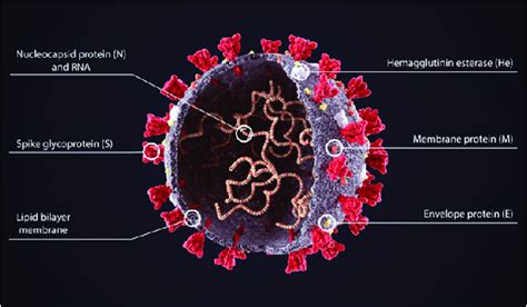 Structure of Corona Virus Source:... | Download Scientific Diagram