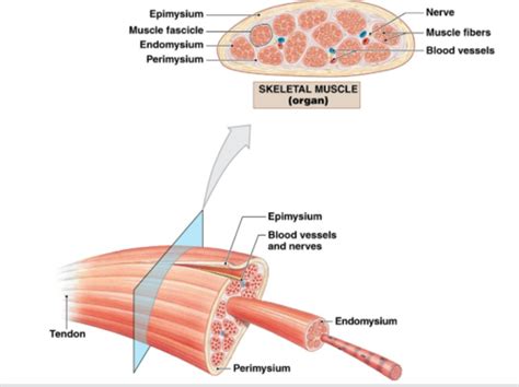 Lecture 9 Muscular System Flashcards Quizlet