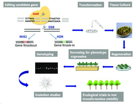 Pipeline For Gene Editing Using Crispr Cas Showing The Essential