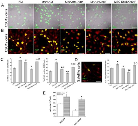 Ad Morphological Evaluation Of C C And Satellite Cell Proliferation