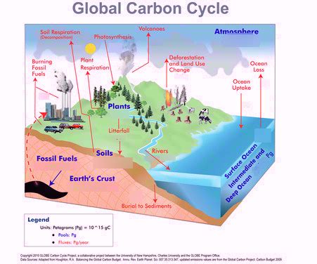 Background info and the biogeochemical carbon cycle Diagram | Quizlet