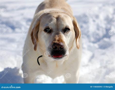 Sweet Labrador Retriever Playing In Snow Beautiful Best Dog Stock