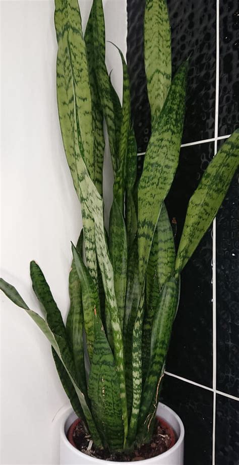 Sansevieria Dracaena Snake Plant Mother In Law S Tongue Guide