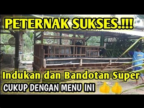 Umar Farm Indukan Dan Bandotan Super Cuma Di Kasih Pakan Ini Youtube