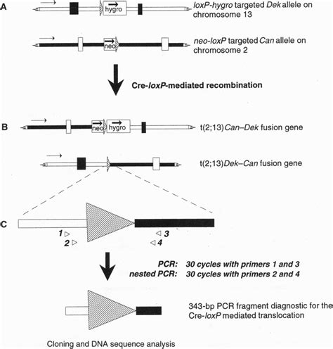 Strategy For Cre Loxp Mediated T213 Generating A Dek Can Fusion