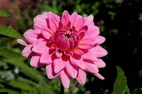 Dahlia Flower Pink Free Photo On Pixabay Pixabay