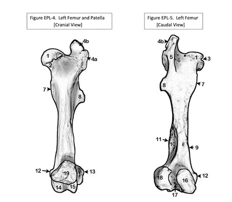 Equine Femur And Patella Diagram Quizlet