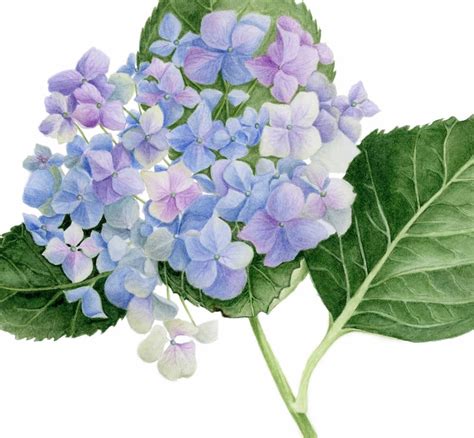 Blue Hydrangea Art Print Botanical Illustration Watercolor Etsy