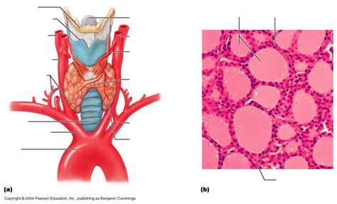 Thyroid Gland Diagram Diagram Quizlet