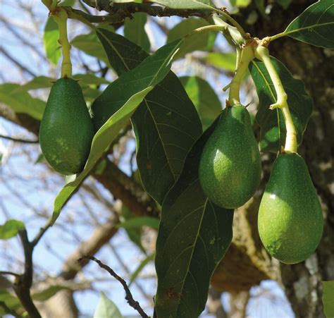 El Aguacate El Oro Verde De M Xico Coreculinario