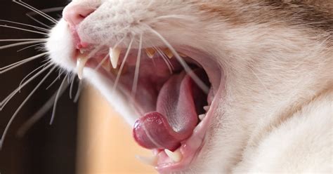 Stages And Treatment Of Gum Disease In Cats Petlifeau