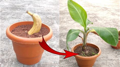 How To Propagate Banana Trees Back Gardener