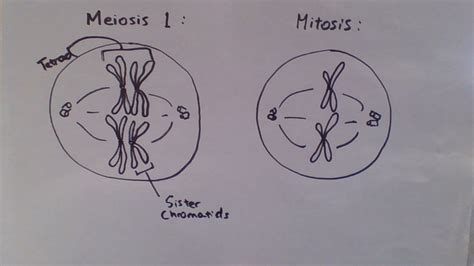 Biology Final Exam Diagram Quizlet